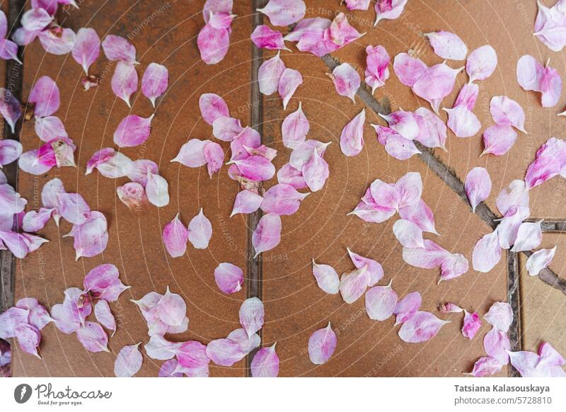 Rosa zerkrümelte Blütenblätter liegen auf terrakottafarbenen Pflastersteinen rosa zerbröckelt Blume Terrakotta Pflasterung Platten Magnolie Kirsche Hintergrund