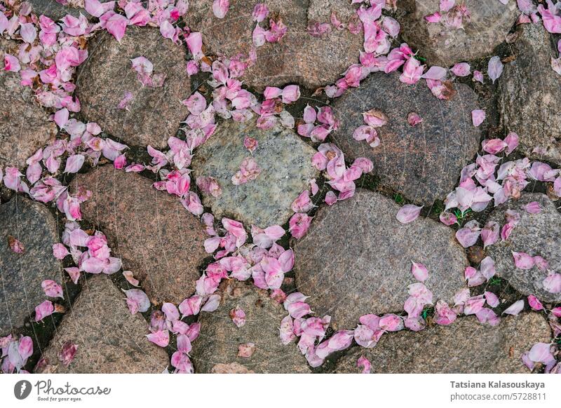 Nahaufnahme von rosa Kirschblüte Blütenblätter fallen auf Steinpflaster während der Blüte im Frühjahr Kirsche fallend Straßenbelag Blütezeit Frühling