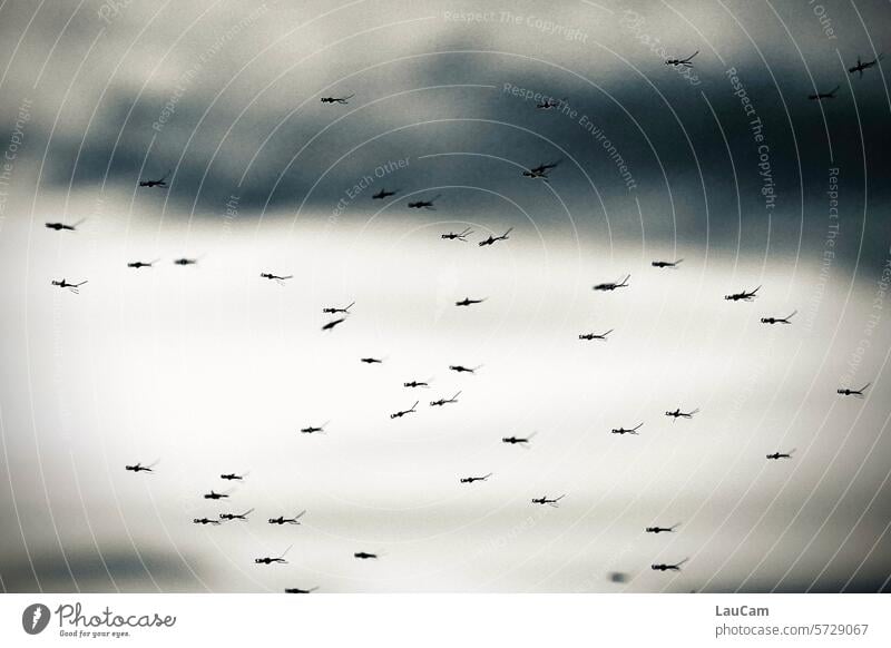 Mückenschwarm Schwarm Stechmücken Schnarken stechen summen Insekt abends Dämmerung Abenddämmerung fliegen Summen unangenehm Mückenplage Mückenschutz