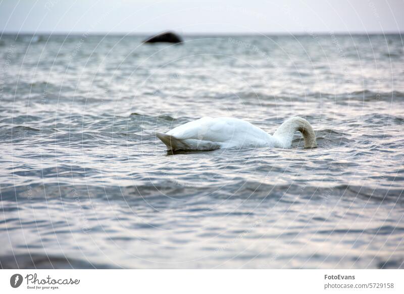 Ein Schwan schwimmt im offenen Meer, Kopf unter Wasser cygnus Ente weiß ruhen Stille friedlich Gänse Sinkflug Vögel Idylle Gewässer See Hintergrund Schwäne Tier