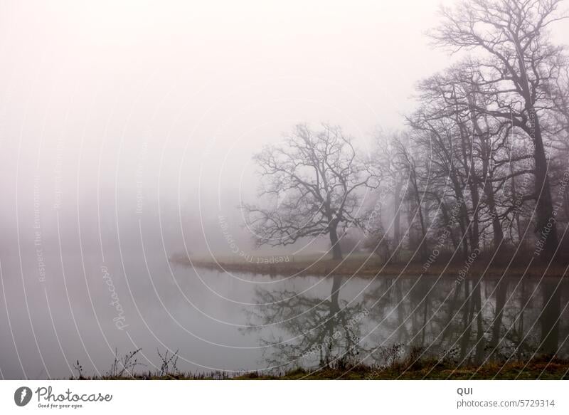 Seeufer im Nebel ... ganz früh Ufer Morgendämmerung Dämmerung nebelig Spiegelung Schemen schemenhaft Bäume diesig Reflexion & Spiegelung Ruhe Idylle