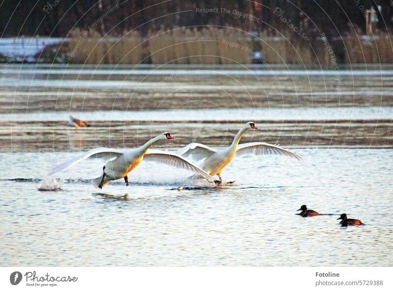 Zwei Schwäne elegant im Landeanflug kollidieren fast mit zwei Enten, die entspannt vor sich hin dümpeln. Schwan Wasser Vogel Tier Natur weiß schön Stolz Hals
