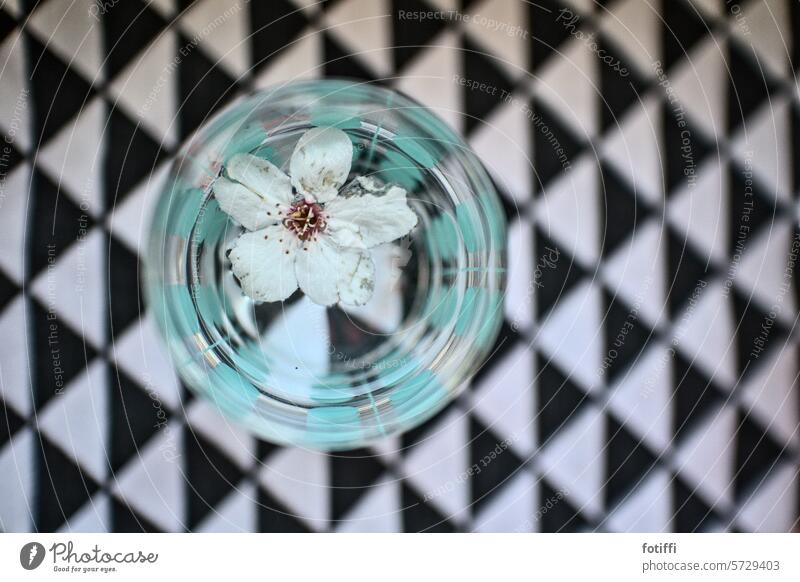 Kirschblüte schwimmt in Wasserglas Kirschblüten Blühend Natur Vase schwarzweiß schwimmen Menschenleer Blume Dekoration & Verzierung Nahaufnahme Pinnchen