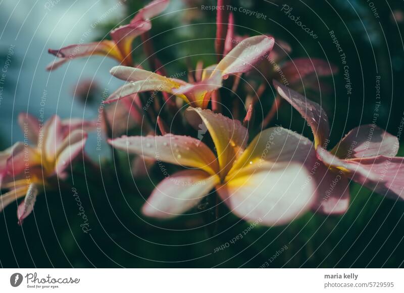 Das Bild ist eine Nahaufnahme einer Frangipani-Blüte, die ihre Blütenblätter zur Schau stellt. Es handelt sich um eine Freilandpflanze. Blume Blumen grün gelb