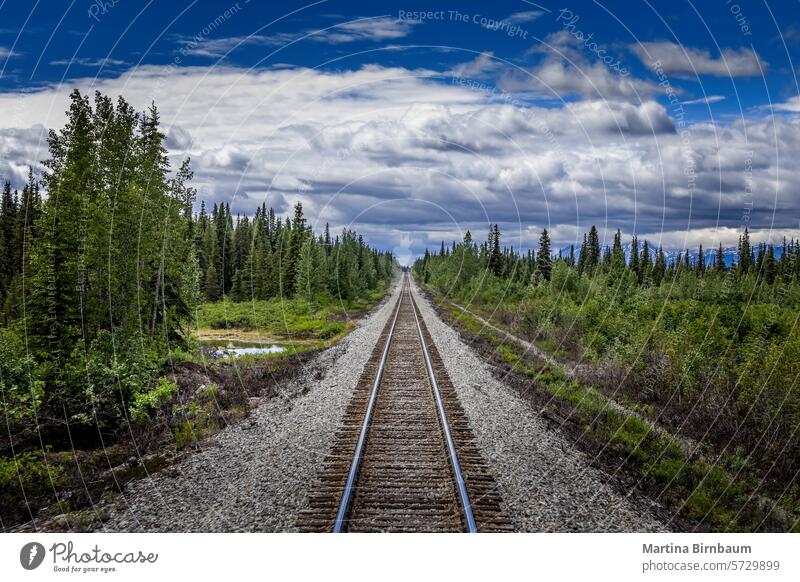 Gerade Eisenbahnschienen durch die Wildnis Alaskas Weg Schiene national Park Hintergrund schön blau braun Farbe denali Wald grün Reise Landschaft
