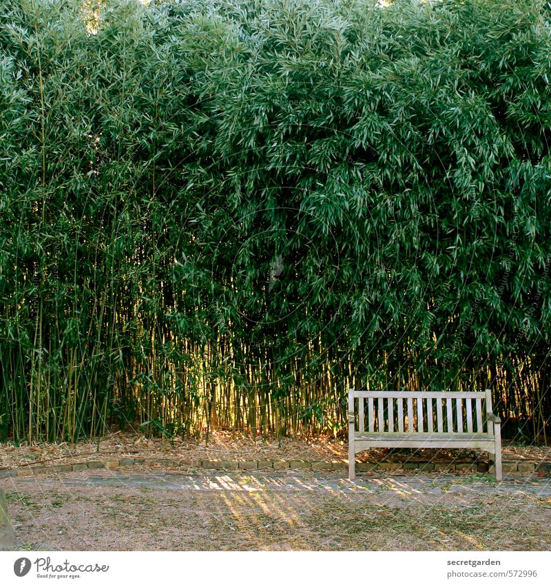 leere bank. Garten Natur Tier Schönes Wetter Pflanze Sträucher Holz leuchten Romantik Bank Bambus Einsamkeit Park sitzen Sitzgelegenheit Farbfoto Außenaufnahme
