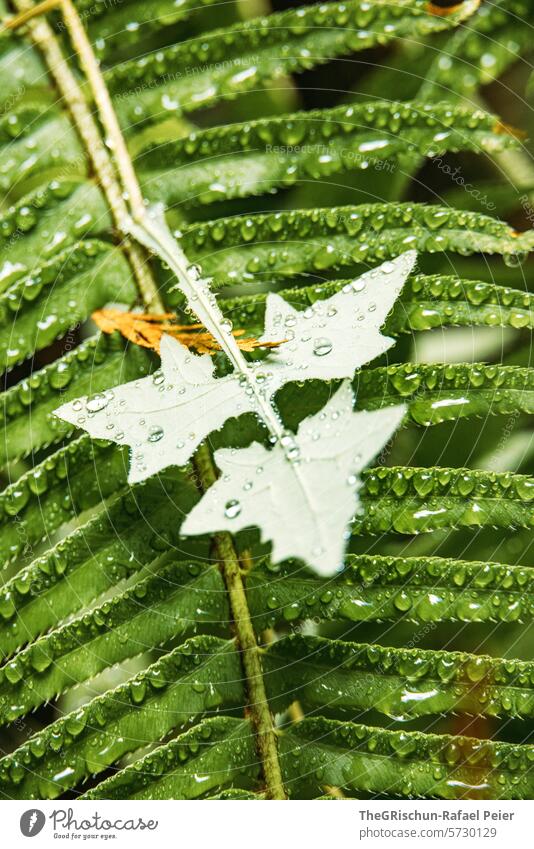 Weisses dreiecksblatt mit Wassertropfen vor Farn grün Pflanze dunkel Kontrast nass Detailaufnahme Natur Nahaufnahme Außenaufnahme Farbfoto Tropfen Blatt draußen