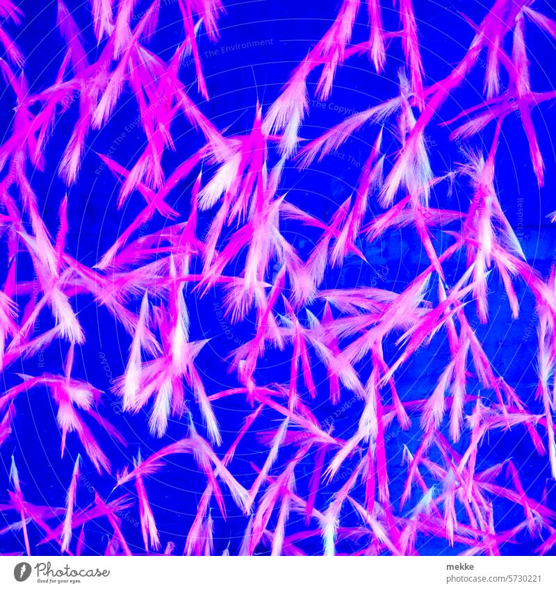 Federsalat pink blau bunt Farbenspiel abstrakt Hintergrund Lichter Dekoration & Verzierung rosa Federn durcheinander Himmel Nacht leuchten Lampen led Vögel