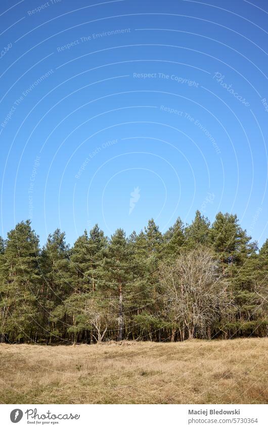 Foto von Bäumen gegen den blauen Himmel. Wald Landschaft grün Natur Gras Horizont Feld Sommer Baum sonnig Holz im Freien Polen Europa