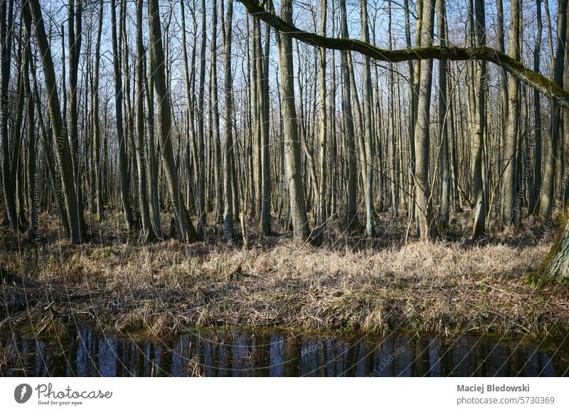 Foto einer sumpfigen Stelle im Wald. Sumpfgebiet Frühling Landschaft grün Wildnis Natur Baum sonnig Wälder im Freien Polen Europa Saison