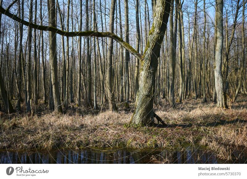 Foto einer sumpfigen Stelle im Wald. Sumpfgebiet Frühling Landschaft grün Wildnis Natur Baum sonnig Wälder im Freien Polen Europa Saison