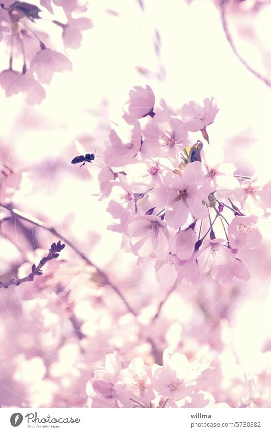 Bienchen im rosa Kirschblütentaumel Frühlingsblüten Blütenbaum Biene blühen zart Blütenzweig rosa Blüten Zierkirsche