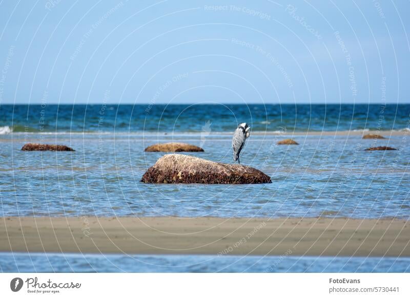 Ein Reiher steht mit gesenktem Kopf auf einem großen Stein im Meer Horizont Textfreiraum Sand Landschaft Gnathostomata Graureiher Natur Wasser Deutschland