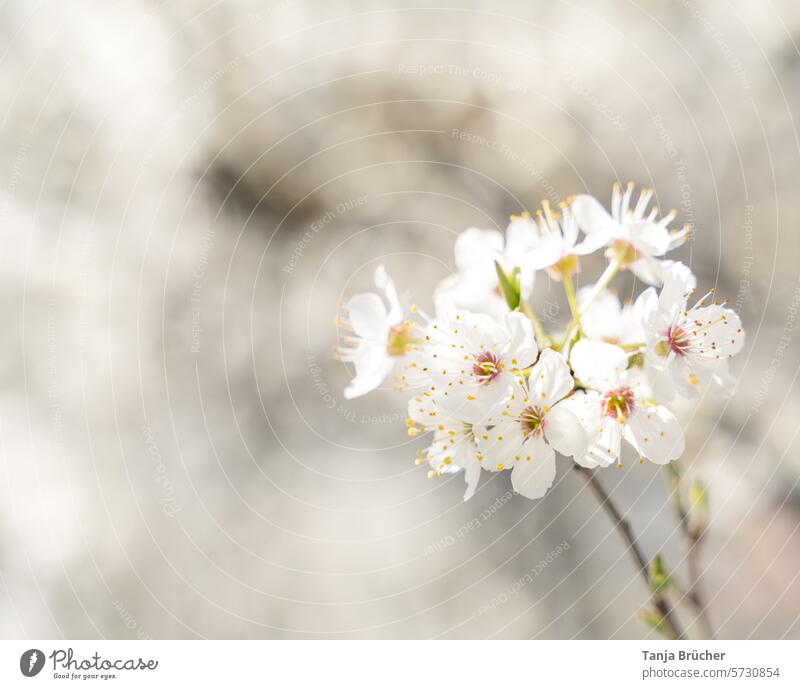 Kirschblütenzweig - der Frühling blüht auf... Frühlingsgefühle Leichtigkeit weiß Romantik idyllisch Blüte Kirschblütenfest zarte Liebe Kirschbaum Frühlingstag
