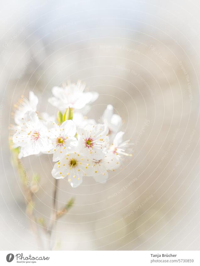 Kirschblütenzweig - zarte Blüten im Frühling Frühlingsgefühle Leichtigkeit weiß Blühend Romantik idyllisch Kirschblütenfest zarte Liebe Kirschbaum Frühlingstag