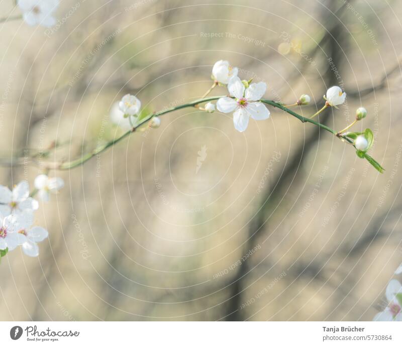 Kirschblütenzweig - zarte Frühlingsboten Frühlingsgefühle Leichtigkeit weiß Blühend Romantik idyllisch Blüte Kirschblütenfest zarte Liebe Kirschbaum