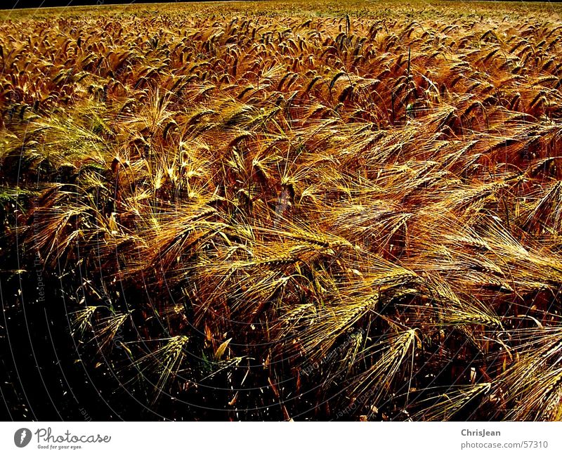 Titellos Getreide Landschaft Feld blau gelb Weizen Ebene Niederrhein stechend Feldarbeit Gerste Ähren corn Ernte Amerika blue Farbfoto