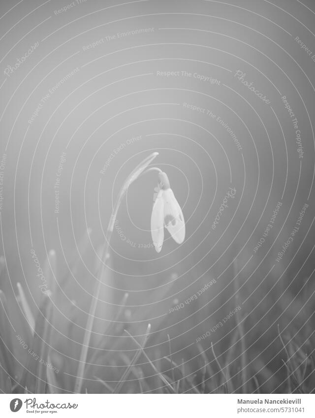 Glöckchen im Nebel glöckchen Schneeglöckchen snowdrop snowdrops bnw bnw-Emotionen bnwphotography Schwarzweißfoto schwarzweiß Schwarzweiß-Bild