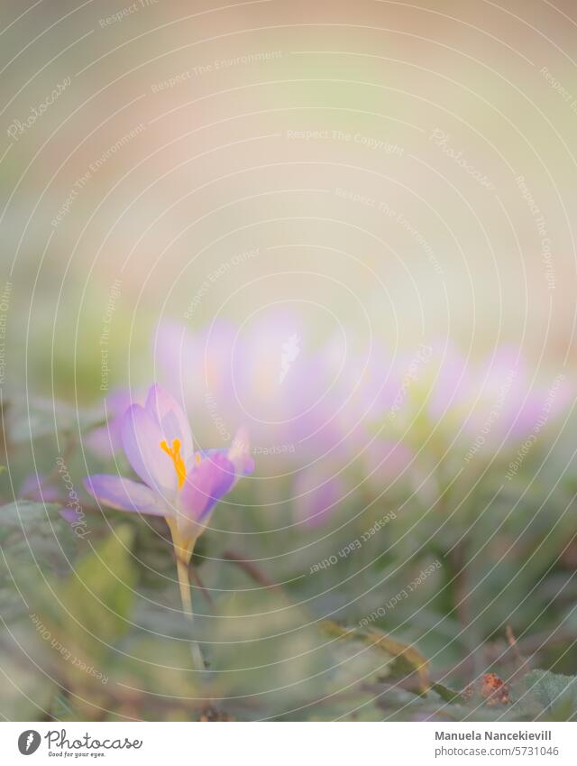 Zauber des Frühlings Zauberei u. Magie Zauberwald zauber zauberhaft Waldspaziergang Krokusse krokus Krokusblüte Krokusblüten Natur Blüte violett Blume
