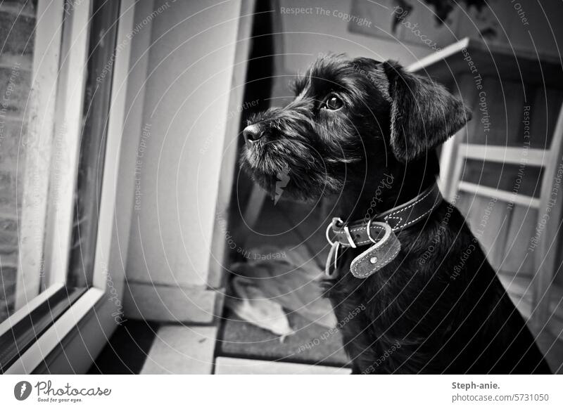 Welpe schaut aus dem Fenster Hund Hundekopf Schwarzweißfoto schnauzer Haustier Tier Tierporträt niedlich Hundeblick Tiergesicht schwarzweiß süß Junghund