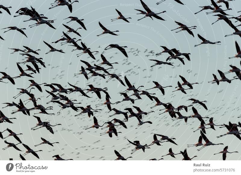 Flug der Stille: Flamingos inmitten des azurblauen Himmels Ruhe Gelassenheit Spektakel zierlich Eleganz Vogel Tierwelt Ornithologie ätherisch Schönheit Antenne