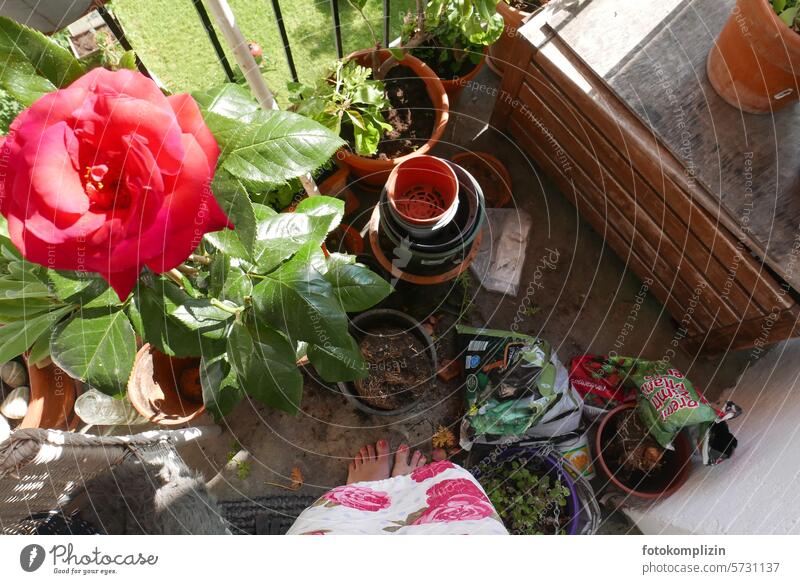 Balkonparadies beginnt Blumentöpfe Pflanzen gärtnern umtopfen Freizeit & Hobby einpflanzen Rose Rosen Blumenerde Balkonien Balkonbepflanzung Terrakotta sähen