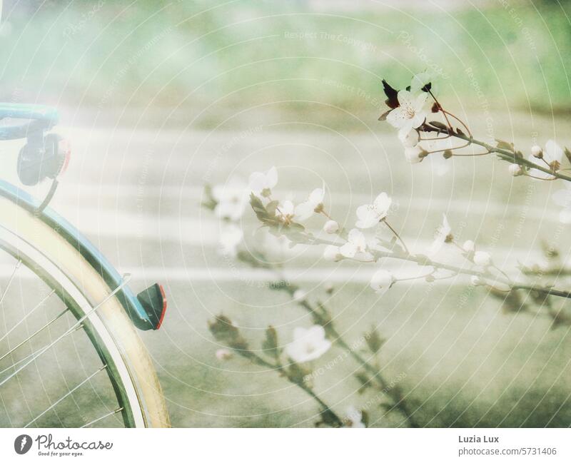 Frühlingstraum... Ein altes blaues Fahrrad von hinten und blühende Zweige, Mehrfachbelichtung traumhaft Blüte Blüten Natur zart natürlich erblühen