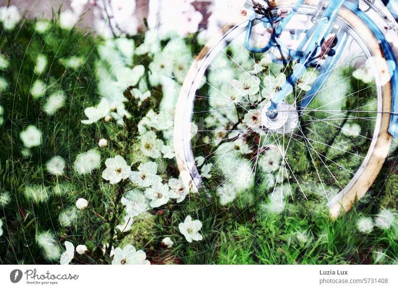 Frühlingstraum... Vorderrad eines altes blauen Fahrrads, Wiese und blühende Zweige, Mehrfachbelichtung traumhaft Blüte Blüten Natur zart natürlich erblühen