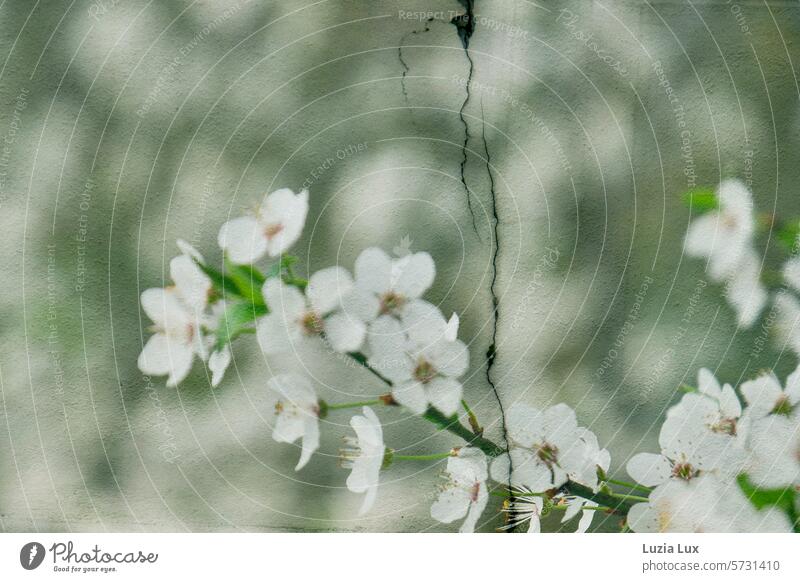 Frühlingstraum... Ein blühender Zweig vor rissigem Mauerwerk, Sonnenlicht, Mehrfachbelichtung traumhaft Blüte Blüten blühende Zweige Natur zart natürlich