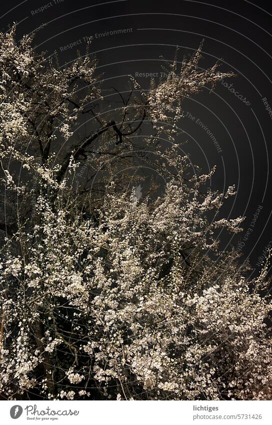 Blühplosion- Kirschbaum Blüte bei Nacht Magie Ungewöhnlich
