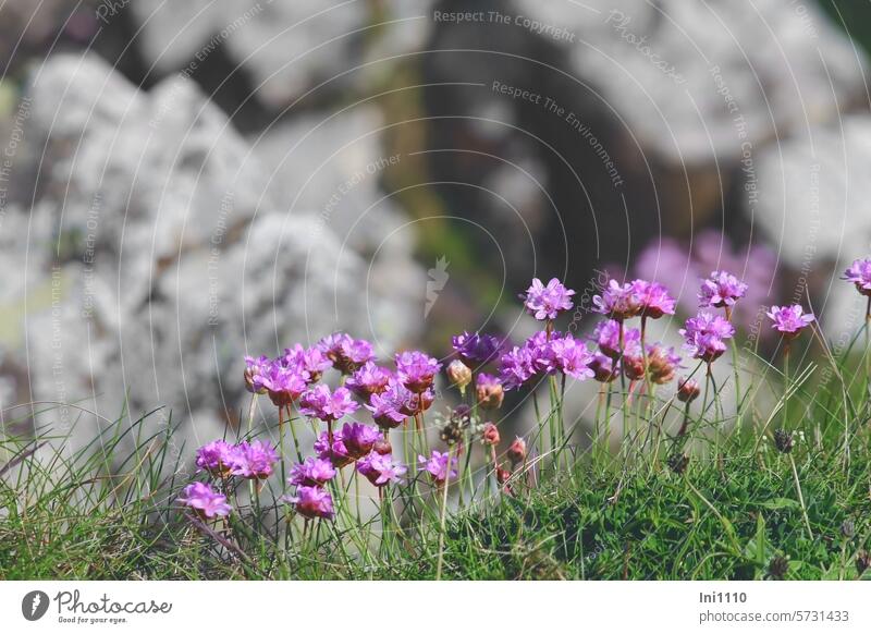 Grasnelke Blume des Jahres 2024 - Loki Schmidt Stiftung Natur Pflanze Wildpflanze Blümchen klein Ehrentitel Armeria maritima Bleiwurzgewächs