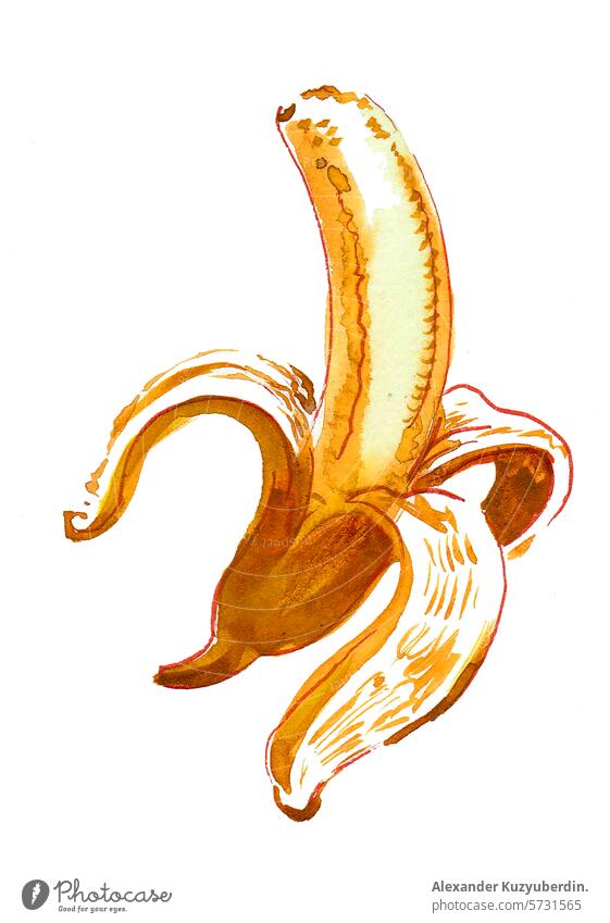 Geschälte Bananenfrucht. Hand gezeichnet Aquarell Skizze Frucht Lebensmittel süß Kunst Kunstwerk Wasserfarbe Cliparts Grafik u. Illustration gelb tropisch
