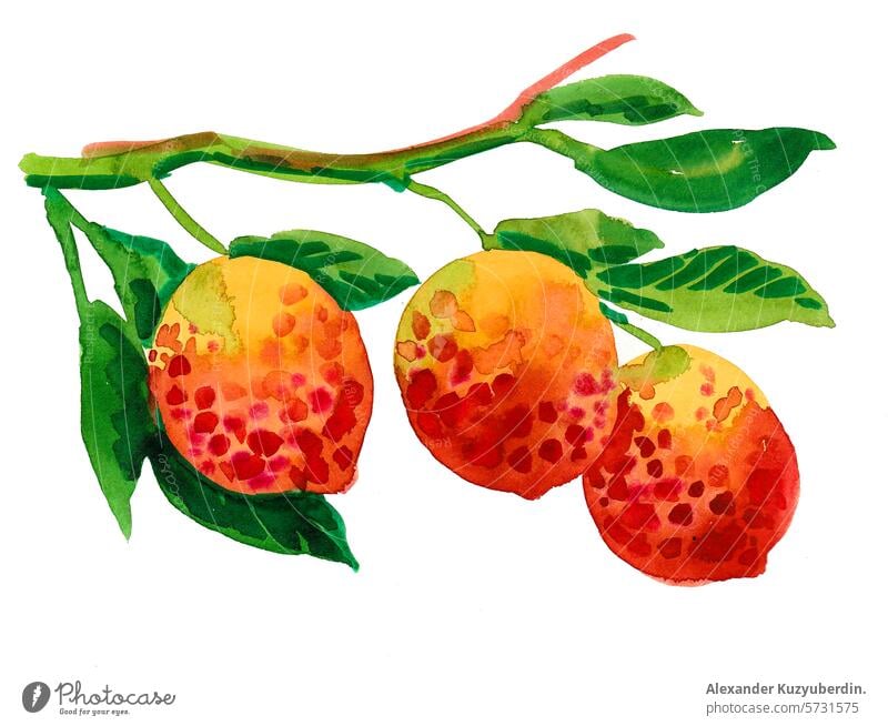 Tropische Früchte auf einem Baumzweig. Hand gezeichnet Aquarell Illustration Frucht Ast Lebensmittel Vegetarier Veganer Kunst Kunstwerk Zeichnung Skizze