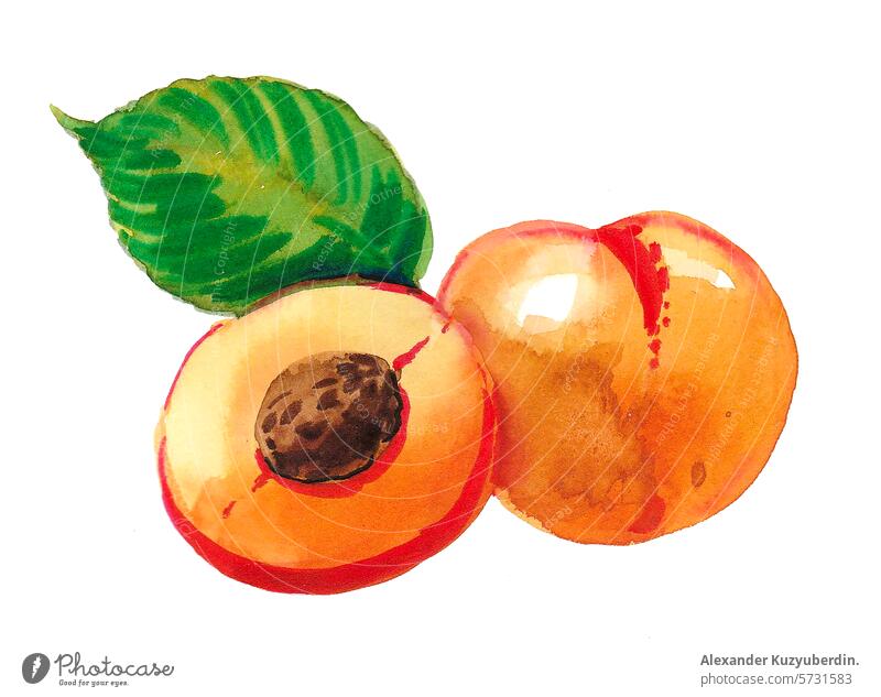 Ein Paar Aprikosenfrüchte. Hand gezeichnete Tinte und Aquarell Skizze Pfirsich Frucht Lebensmittel Wasserfarbe Kunst Kunstwerk Zeichnung Veganer Vegetarier
