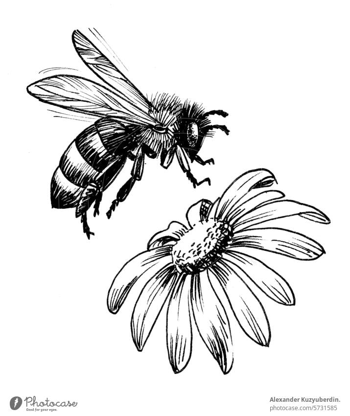 Blume und fliegende Biene. Hand gezeichnet Tinte schwarz und weiß Illustration Liebling Insekt Sommer Natur Wespe Kunst Kunstwerk Zeichnung Skizze Tusche