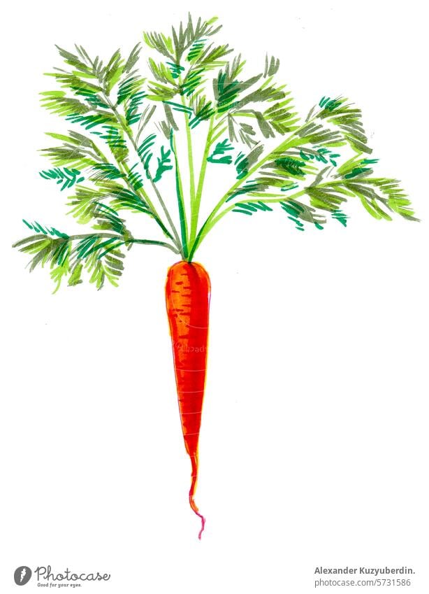 Karotte Gemüse. Hand gezeichnet Aquarell Illustration Möhre Wurzel Lebensmittel tatsy lecker Veganer Vegetarier Kunst Kunstwerk Wasserfarbe Malerei Skizze
