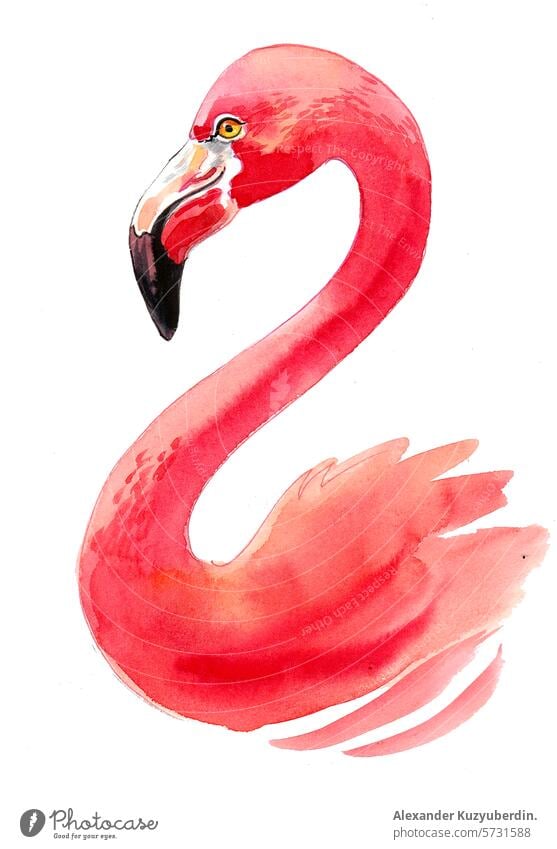 Flamingo Vogelkopf. Hand gezeichnet Aquarell Skizze Tier rosa Federn Tierwelt wildes Leben Natur Wasserfarbe Malerei Grafik u. Illustration Cliparts Karikatur