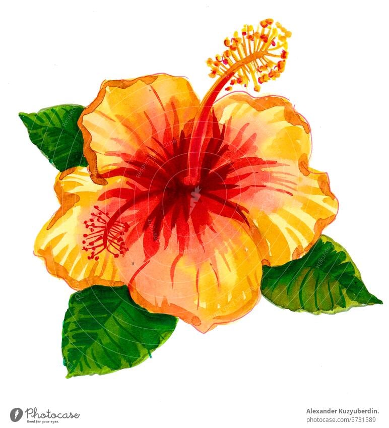 Gelbe Hibiskusblüte. Handgezeichnete Aquarellskizze Hawaiiblume Blume Wasserfarbe Malerei Grafik u. Illustration gelb tropisch hawaiianisch Natur Kunst