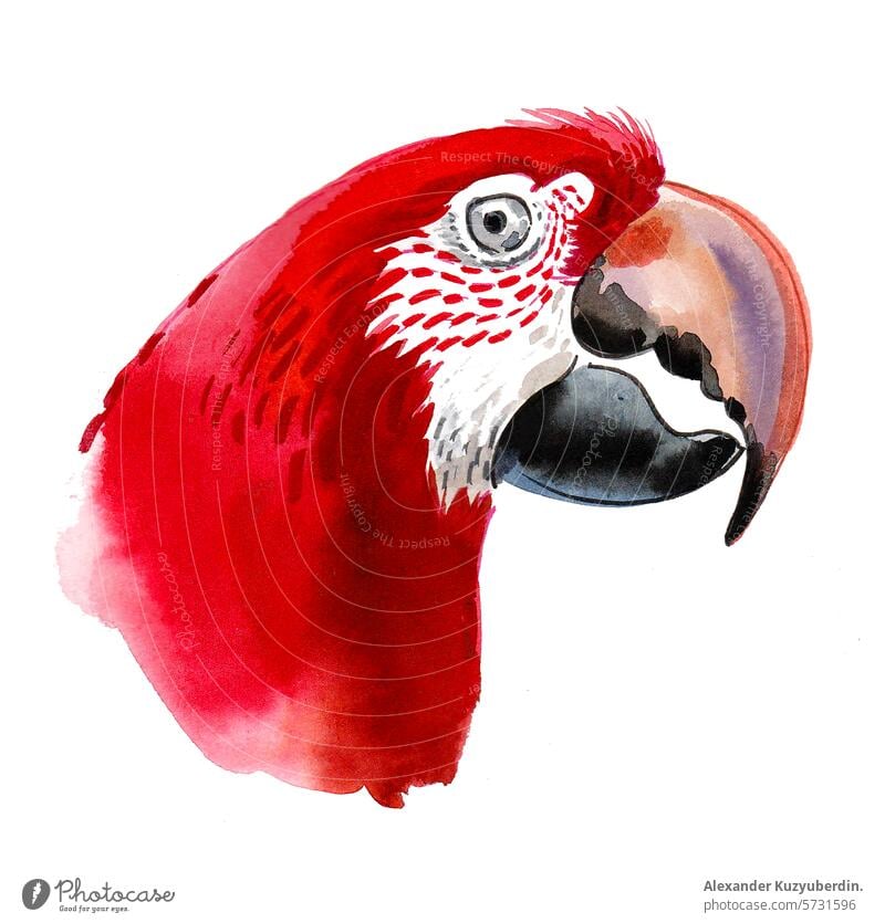 Roter Papagei Vogel. Hand gezeichnet Aquarell Skizze Tier Zoo Haustier rot Federn Wasserfarbe Malerei Grafik u. Illustration