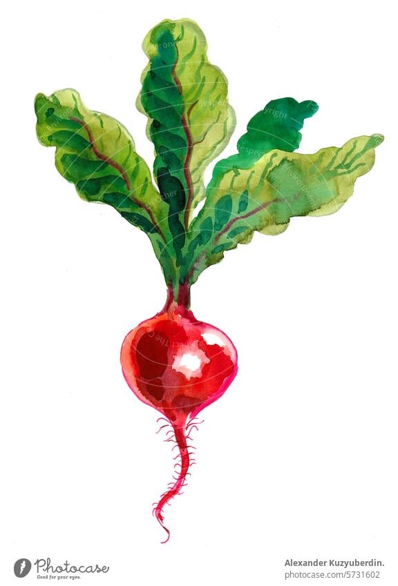 Roter Rettich. Aquarell-Skizze Wurzel Gemüse Lebensmittel Wasserfarbe Malerei Grafik u. Illustration Zeichnung handgezeichnet