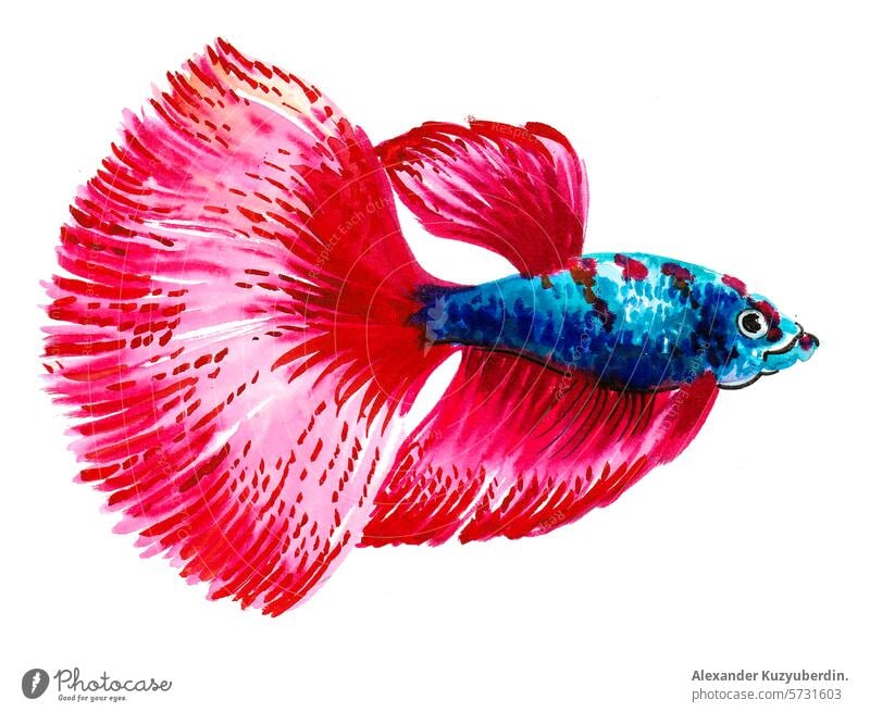 Aquarium Fische. Hand gezeichnet Aquarell Illustration Haustier naturre Tier Kunst Kunstwerk Wasserfarbe Malerei Skizze Zeichnung Grafik u. Illustration