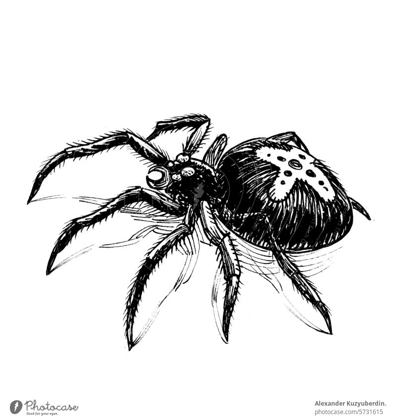 Giftige Spinne. Hand gezeichnet retro gestylt schwarz und weiß Zeichnung giftig Tier Natur Gefahr beängstigend Kunst Kunstwerk Skizze Tusche schwarz auf weiß