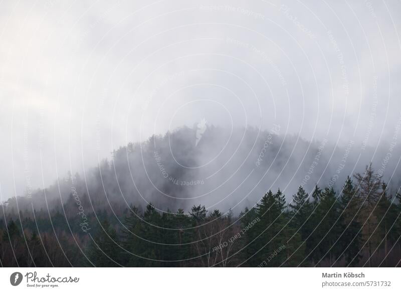 Nebliger Wald auf einem Berg im Elbsandsteingebirge. Düstere Atmosphäre Landschaft Nebel Herbst Dunst Tanne reisen Baum Cloud Natur Himmel Winter Spaziergang