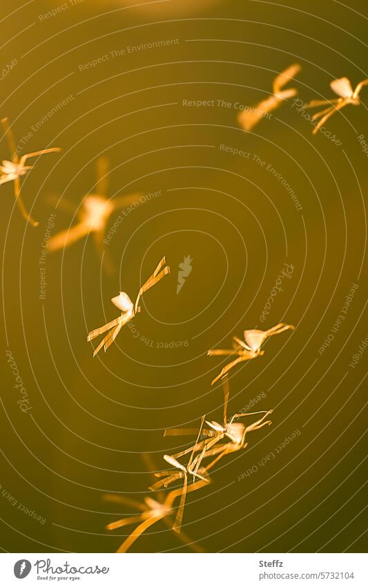 Paarungsrituale der Wintermücken Mückenschwarm Mückenplage Mückentanz Insektenschwarm Schwarm Leichtigkeit leicht Flügel Sonnenlicht Gegenlicht Silhouetten Tanz