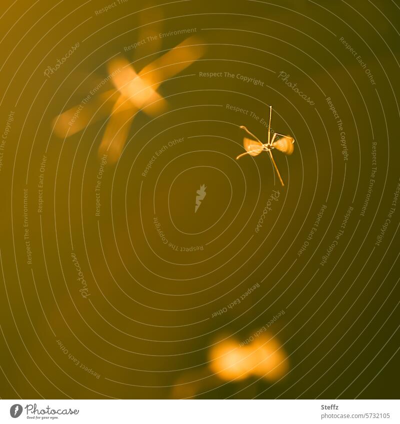 Solotanz Wintermücke Mücke Mückenplage Mückentanz Leichtigkeit leicht Sonnenlicht Gegenlicht Silhouetten Flügel Tanz Flügelschlag Licht Insekt filigran