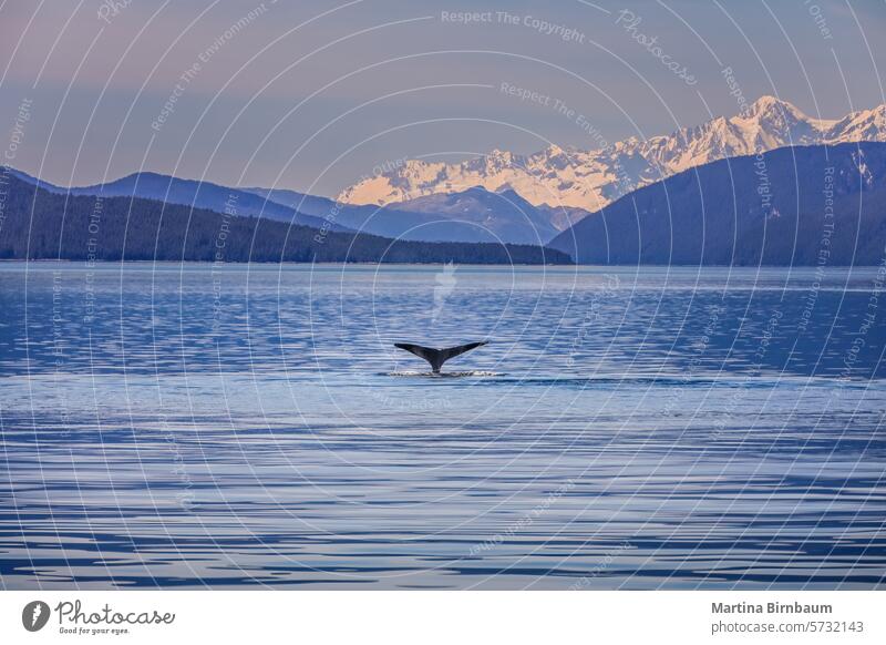 Eine Walgeschichte im Wasser einer herrlichen Landschaft in Alaska MEER Geschichte Meer blau Vogel Berge u. Gebirge Natur See Himmel Leitwerke Delphine Tier