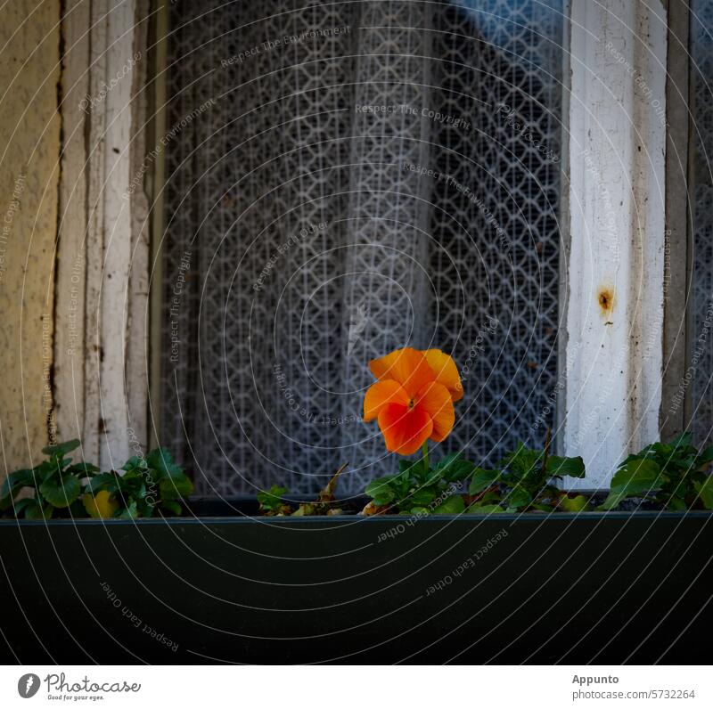Vor einem alten Fenster mit einer altertümlichen Gardine steht ein einzelnes, leuchtend orangefarbenes Stiefmütterchen (Viola). Einsam, aber treu hält es Wacht und setzt der Tristesse seine einfache Schönheit entgegen.
