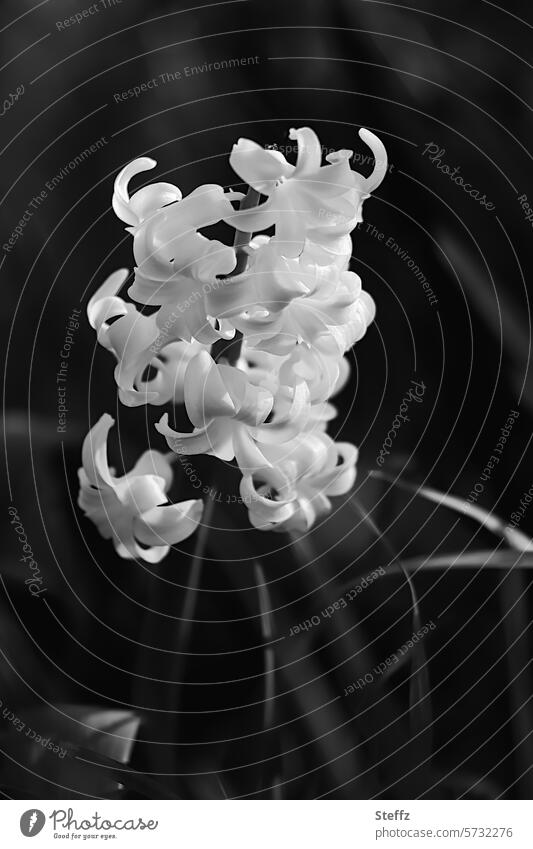 blühende weiße Hyazinthe Gartenhyazinthe Gartenblume Frühlingsblume Blume Blüte Gartenpflanze Blütenblätter romantisch elegant Duft duften Frühjahrsblüher