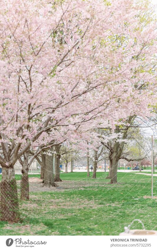 Blütenbäume Kirschblüte Frühling Kirschblüten Yoshino-Kirsche Zierbaum Frühlingsbaum Blütezeit rosa Bäume primavera Pfirsichblüten