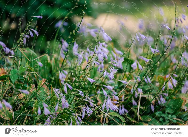 Hosta leuchtend lila Blüten Sonne und Schatten violette Blumen Fliederbusch mehrjährig